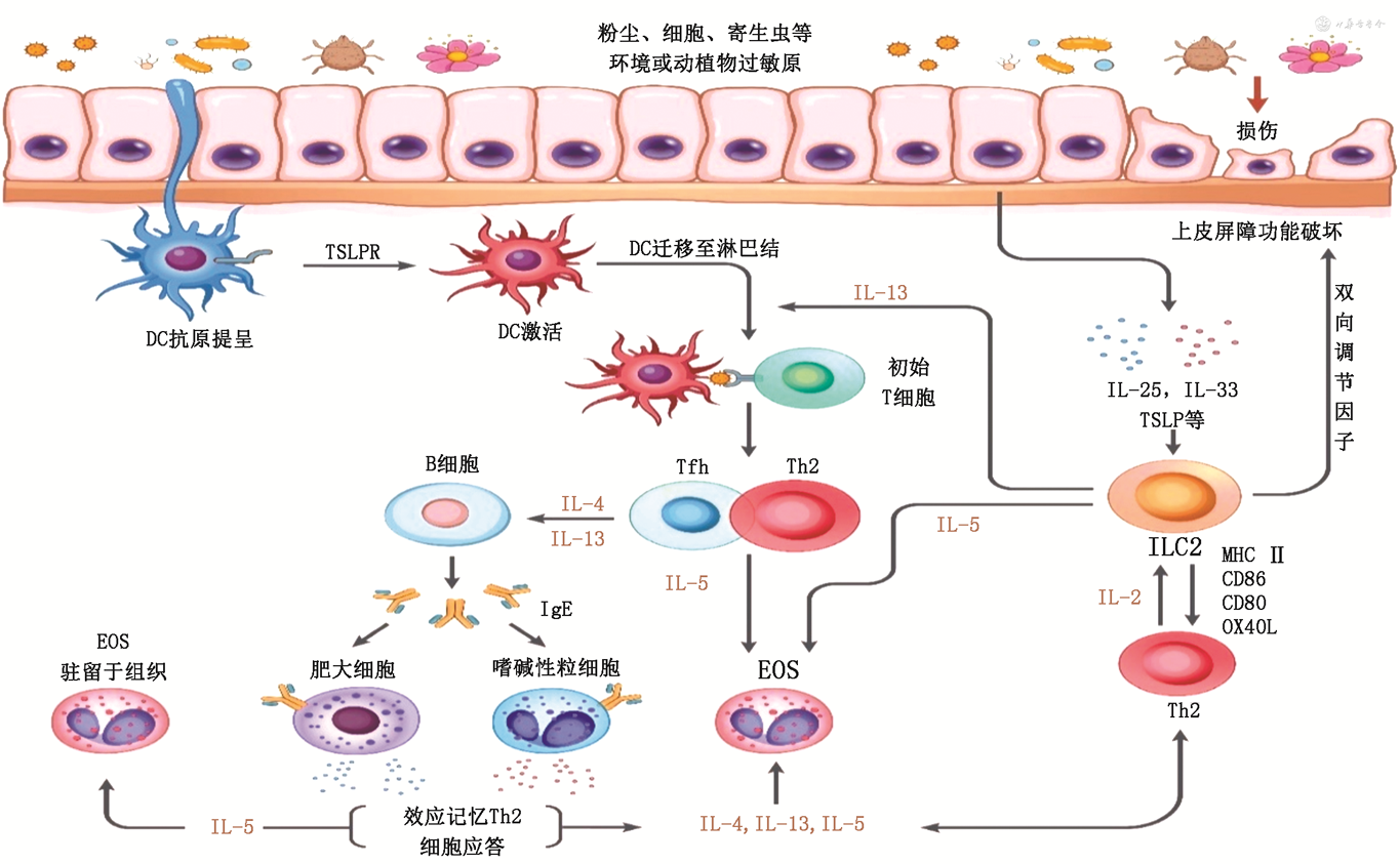 红细胞沉降率高是怎么回事？详解升高原因、临床意义及应对策略