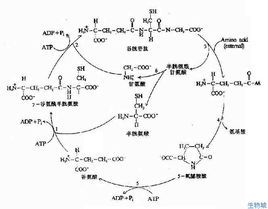 谷氨酰转肽酶偏高是怎么回事？肝脏健康隐患深度解析