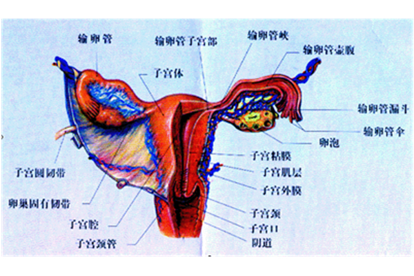 女生下面大怎么办？医学角度详解及应对方法