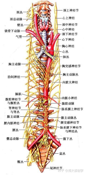 腰干小肠疼怎么事？从多个角度分析可能原因和处理方法