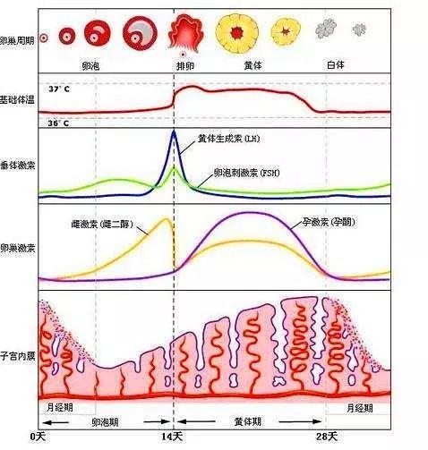 排卵期出血是怎么回事？深度解析排卵期出血的成因、症状及应对方法