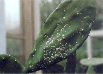 仙人掌怎么养：从选盆到浇水，新手也能轻松养护多肉植物