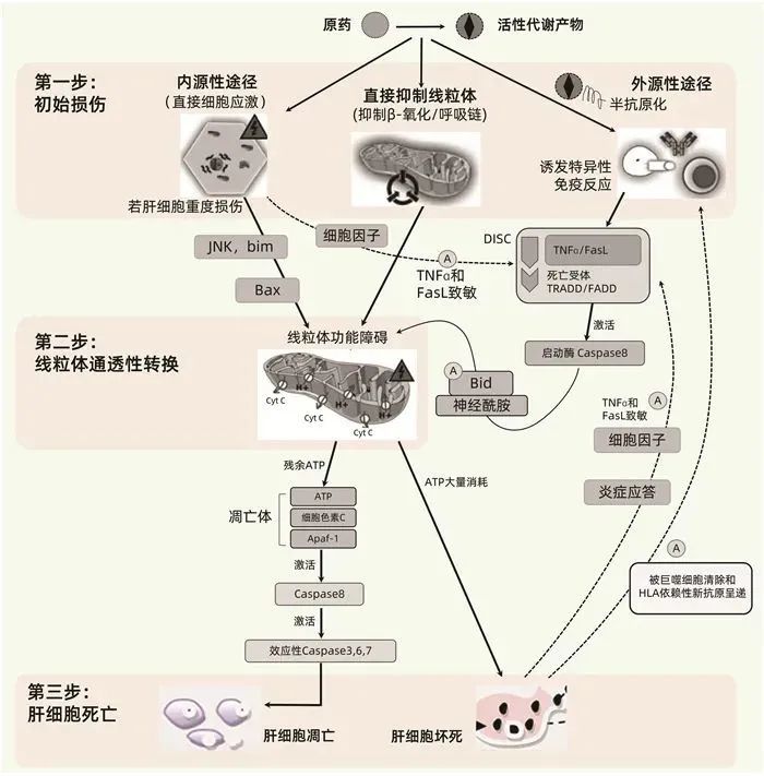 碱性磷酸酶偏高是怎么回事？深入探讨原因及应对策略