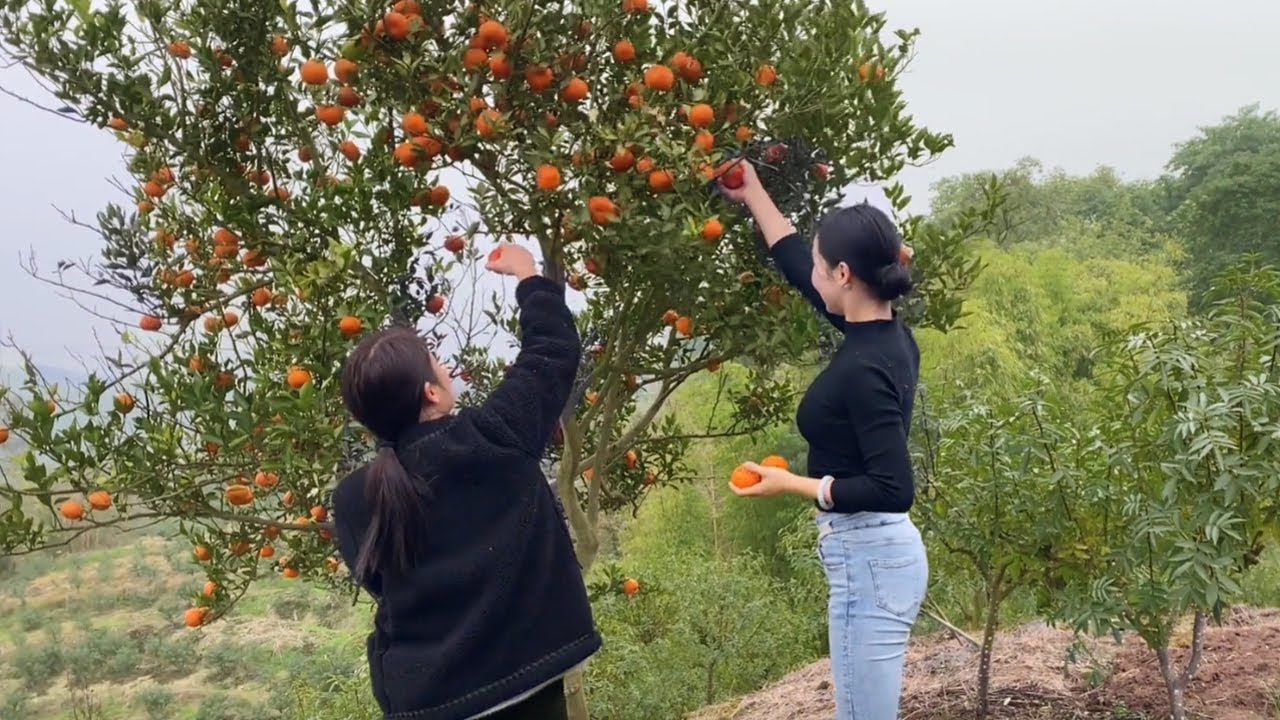 红柑怎么沸水？从选柑到沸水技巧的全面解释