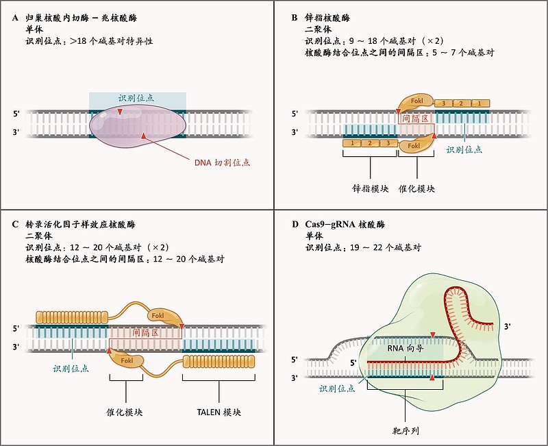 肝不好怎么治？从肝功能检查到日常调理，全方位解读肝脏健康