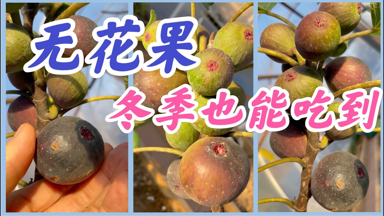 无花果种植全攻略：从选种到收获的完整指南