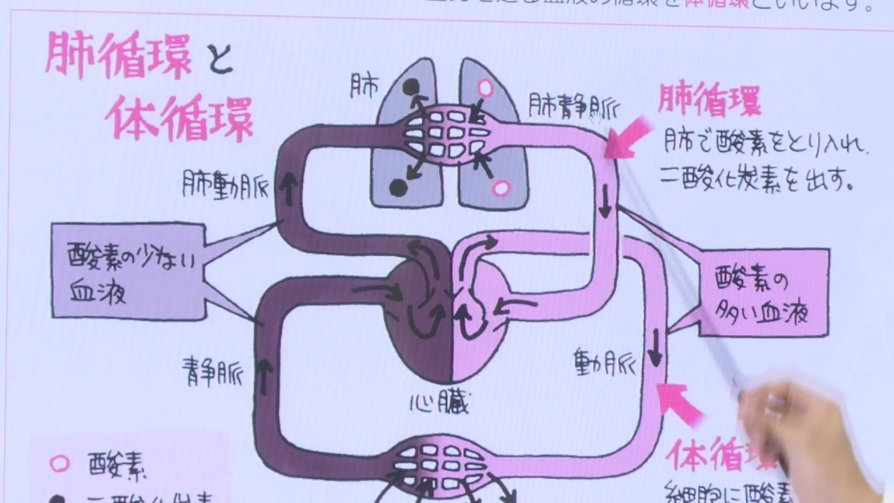 肺部积液怎么治疗？深度解析积液成因、治疗方法及预后