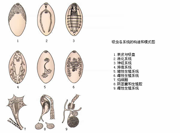 阴虫子是怎么长出来的？从传播途径到防范措施的全面分析