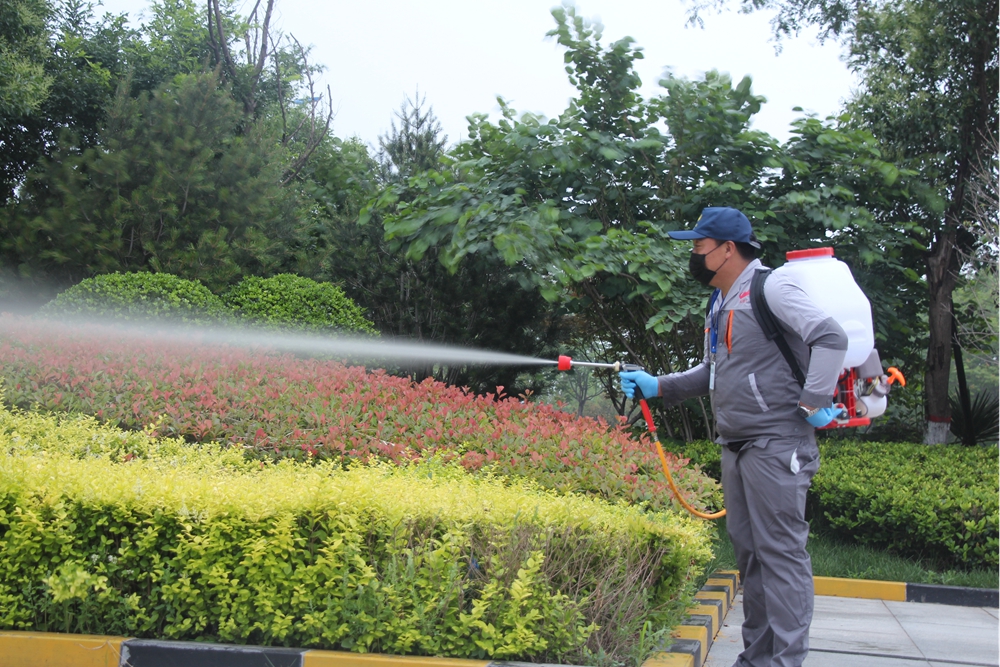 丝瓜种植详解：从选种到收获的完整指南