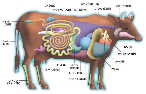 炖牛肉怎么炖？技巧、窍门及常见问题深度解析