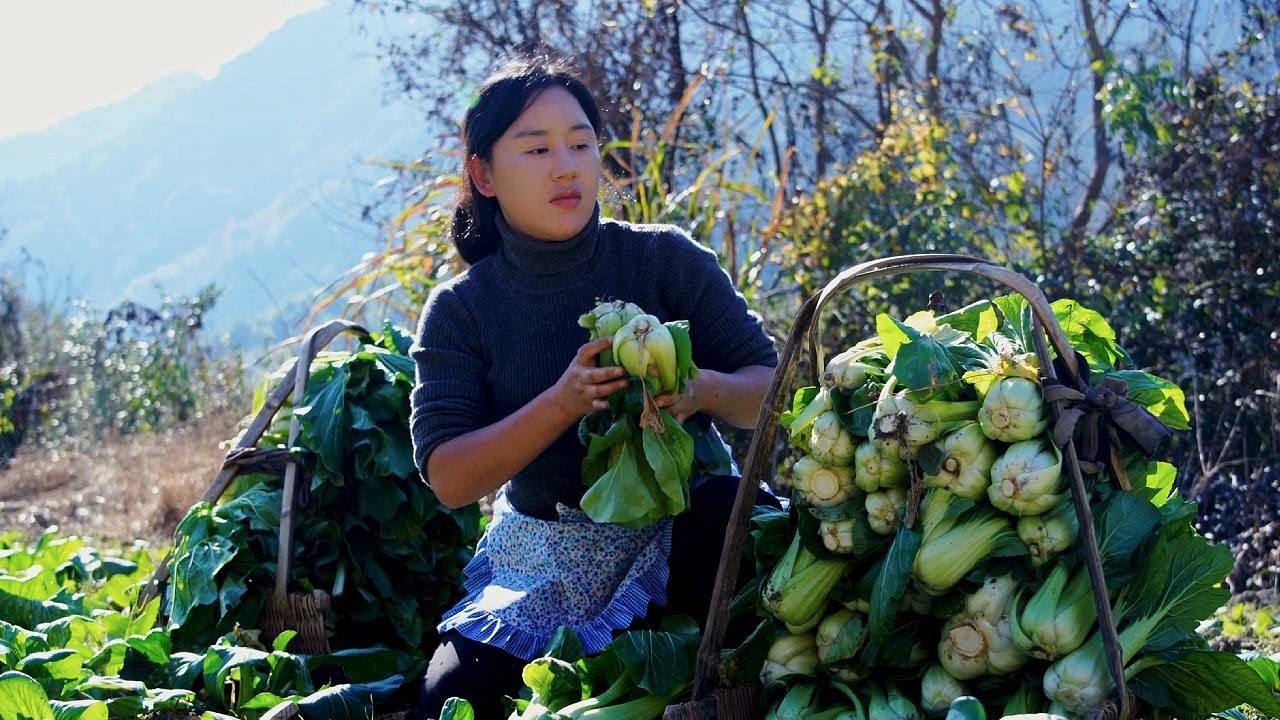 梅菜干制作全攻略：从采摘到腌制，带你轻松掌握正宗梅菜干的做法