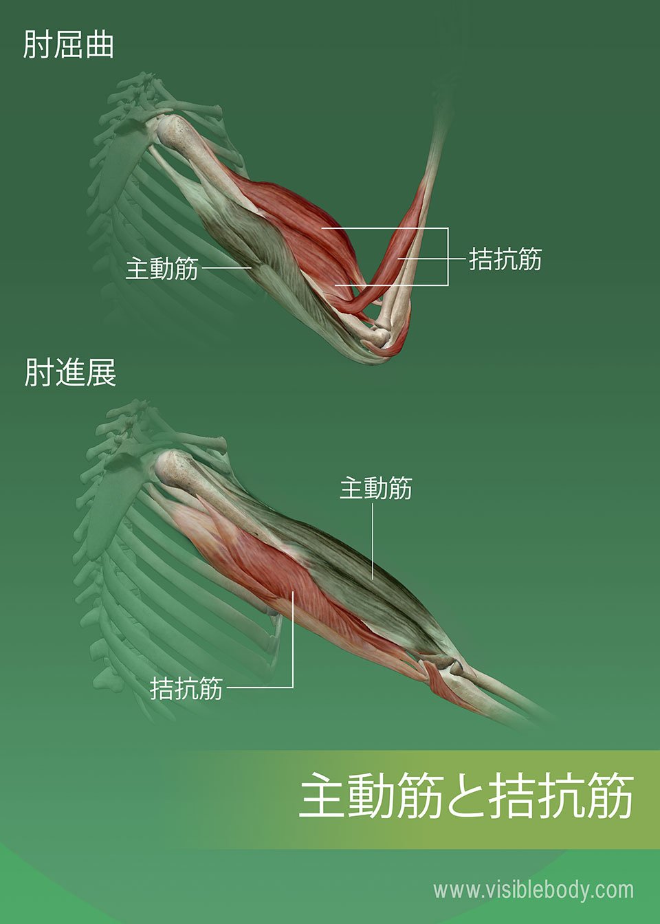 钢筋图怎么看？解读钢筋工程图纸的实用指南