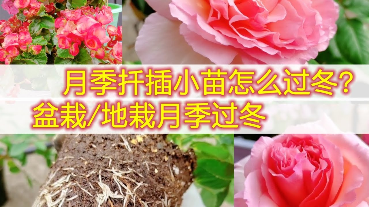 月季花怎么修剪？不同季节的修剪技巧及注意事项详解