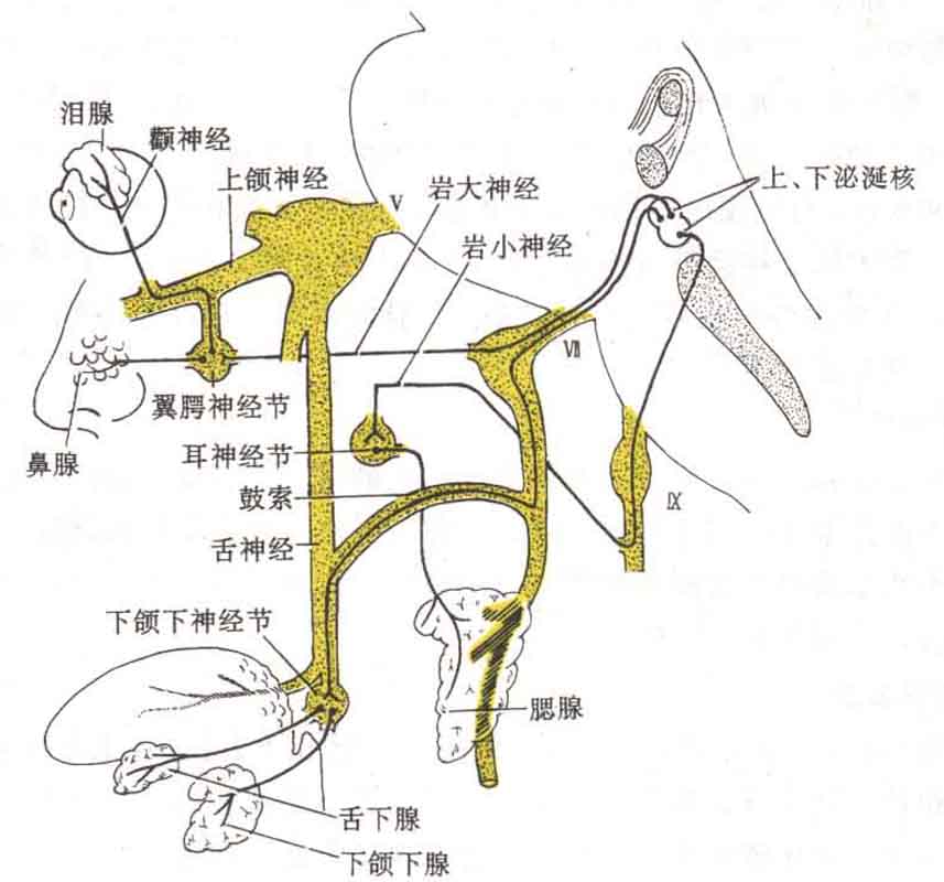 面部神经炎最佳治疗方案：恢复面部功能的全面指南