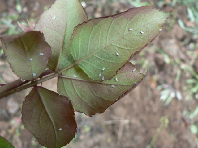 月季花怎么养护：从种植到养护，详解月季花生长技巧与病虫害防治