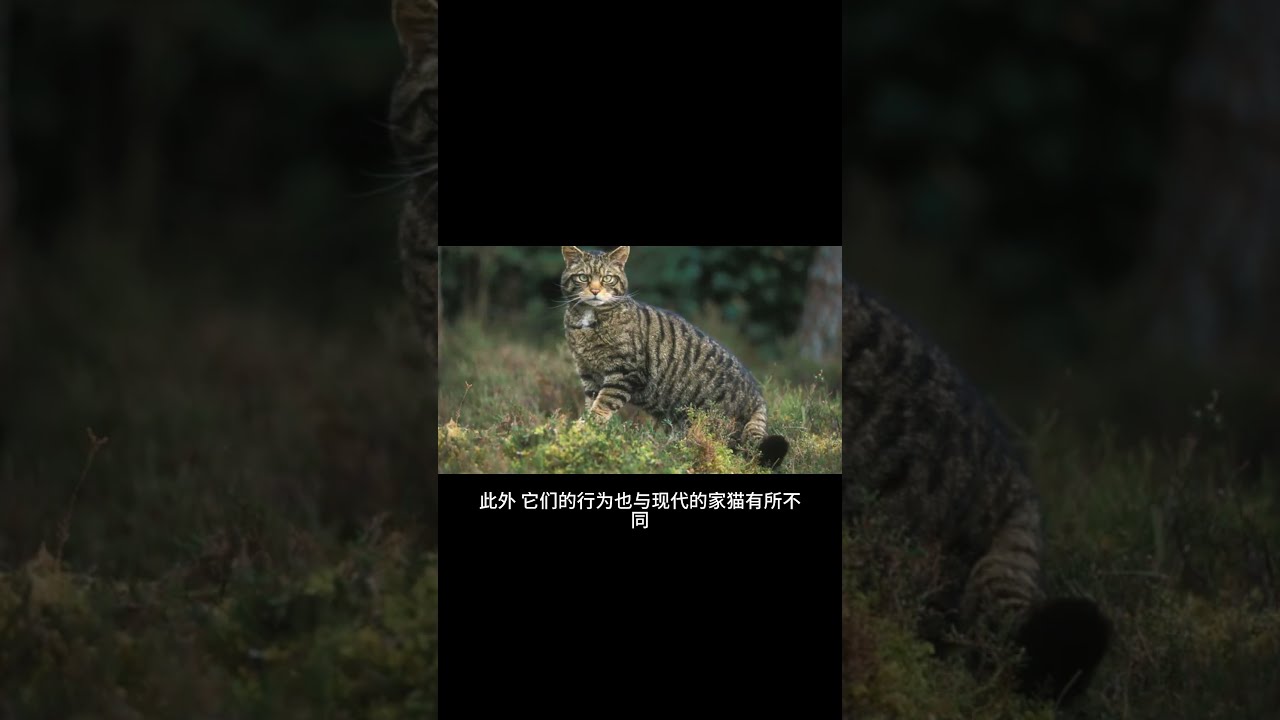 猫用英语怎么说？深度解析猫的英语表达及文化内涵