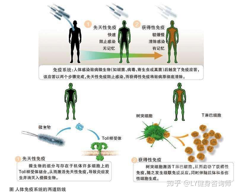 免疫力低是怎么回事？探究免疫力低下成因及提升策略