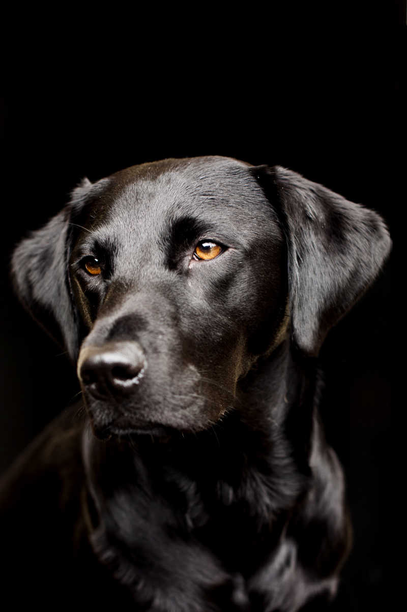 怎么养拉布拉多？从幼犬到成年犬的全面养护指南