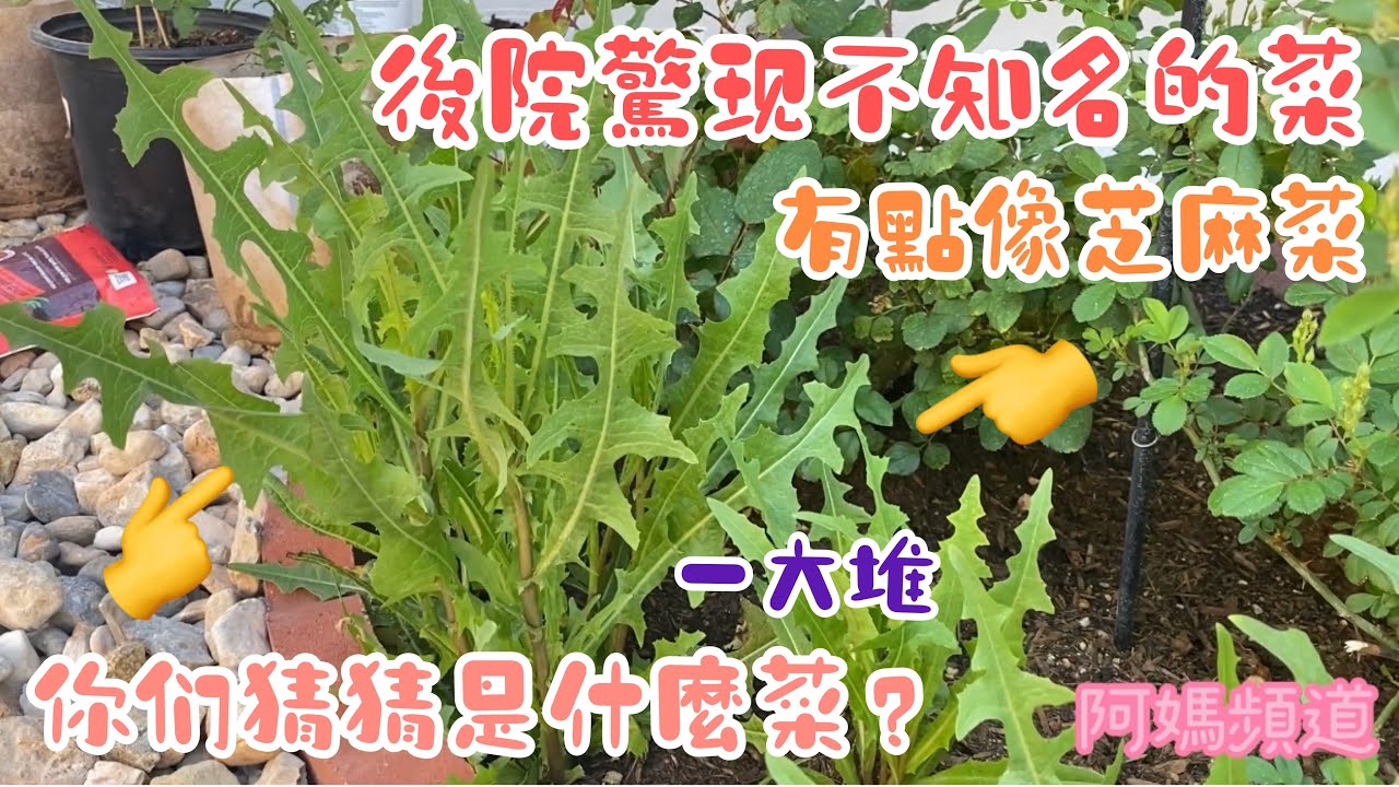 芝麻叶的美味吃法：从基础烹饪到创意料理，探索芝麻叶的多种可能