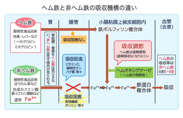 女性贫血怎么调理？深度解析贫血调理方法及注意事项