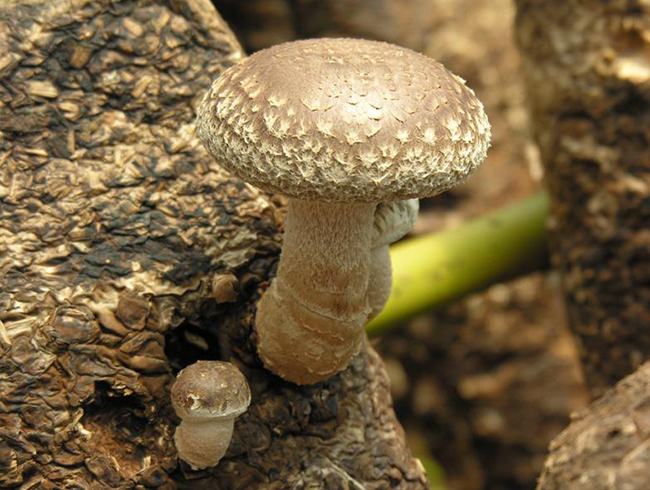 怎么处理香菇？从洗涤到脂粉的完整指引