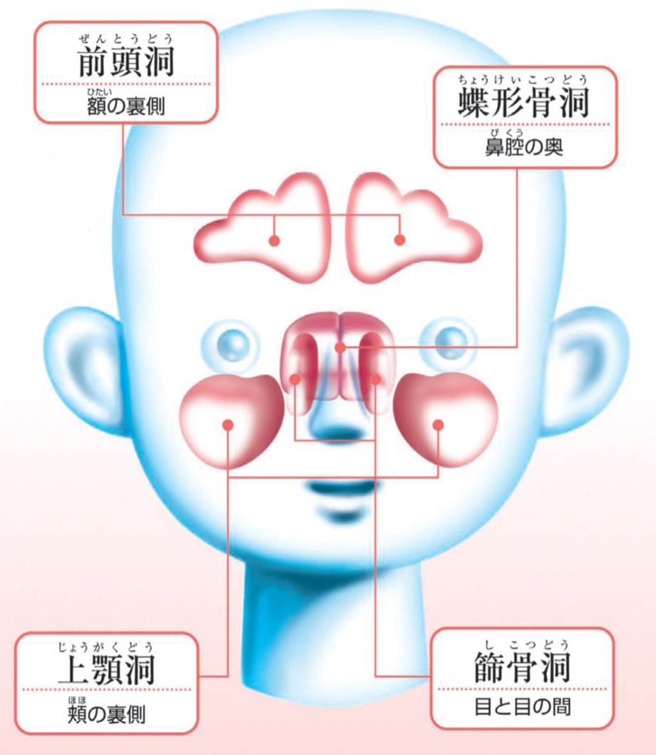 鼻子用英语怎么说？深度解析英语中鼻子的表达方式及文化内涵