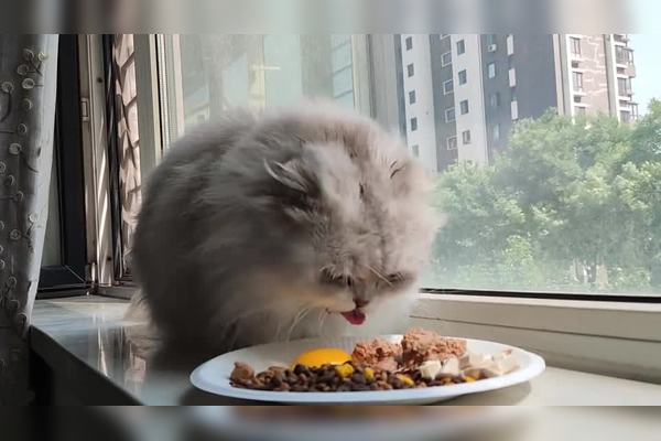 小猫怎么吃鱼：从幼猫到成年猫的喂食指南及常见问题解答