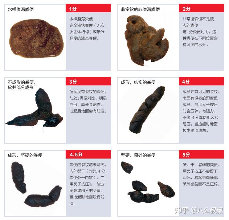 狗狗拉稀怎么办？最有效的方法及应对策略详解