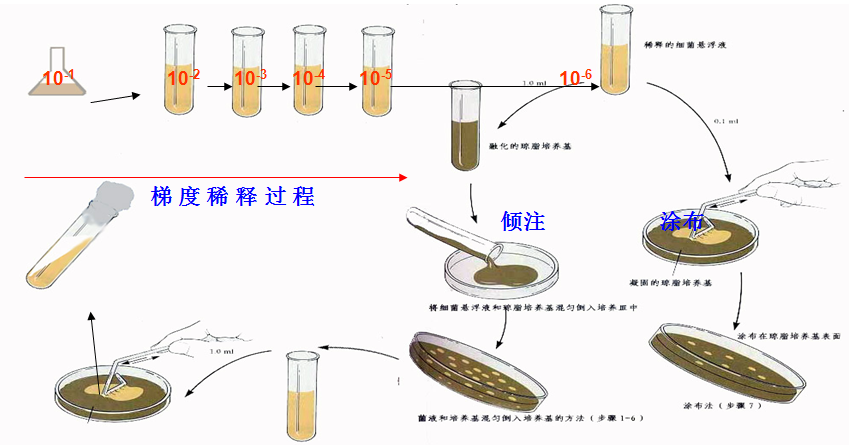 稀释倍数怎么算？详解各种稀释方法及应用场景，附实用计算公式