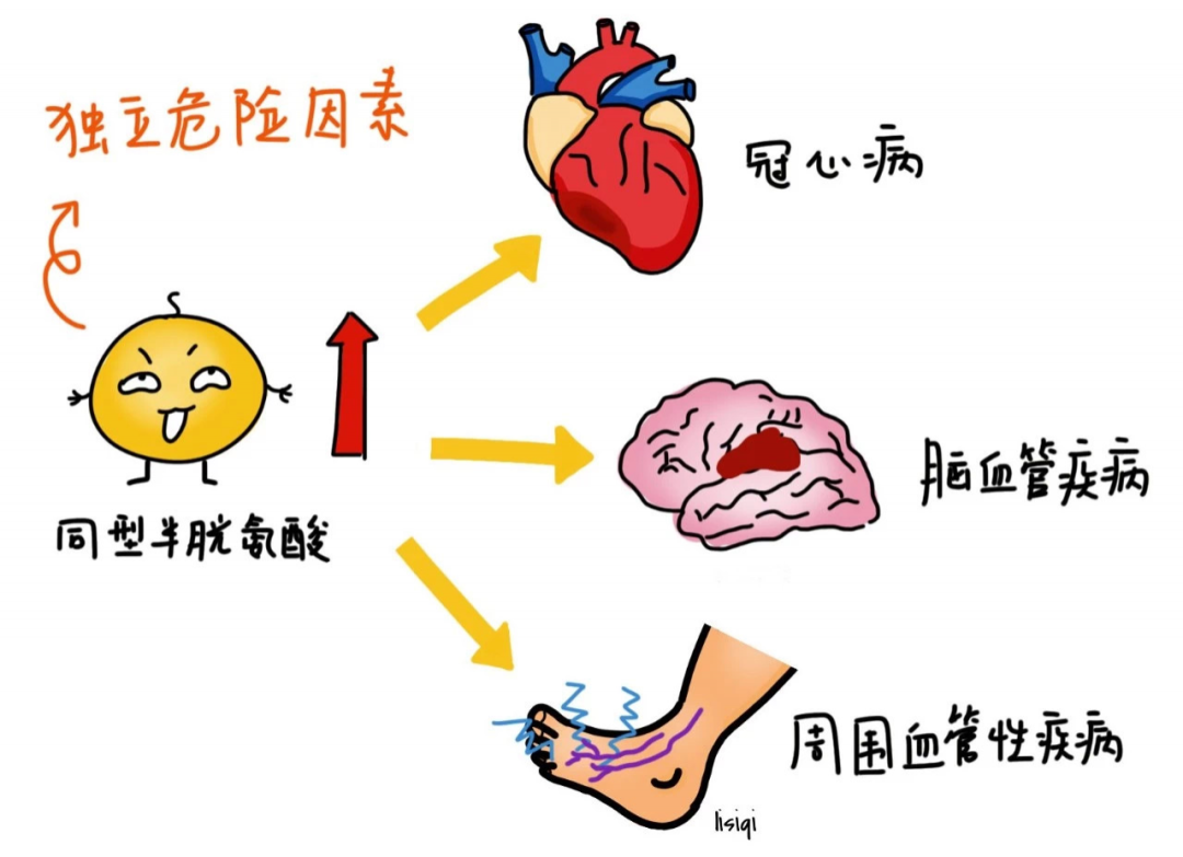 同型半胱氨酸高是怎么回事？深度解析高同型半胱氨酸血症的成因、危害及应对策略