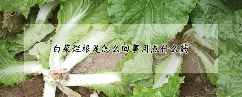 腌白菜怎么腌好吃又脆？掌握技巧，轻松做出爽脆美味