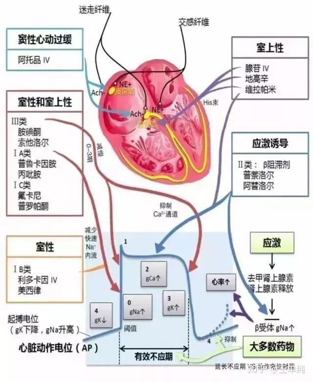 心衰导致腹部积水如何治疗？深度解析及最新治疗方案