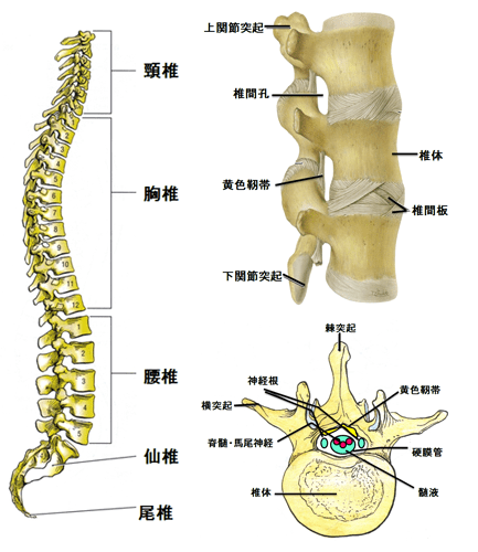 尾子列头根疼怎么事？从多个角度分析其可能原因和处理方法