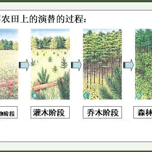 森林怎么合成？探秘森林生态系统构建的奥秘