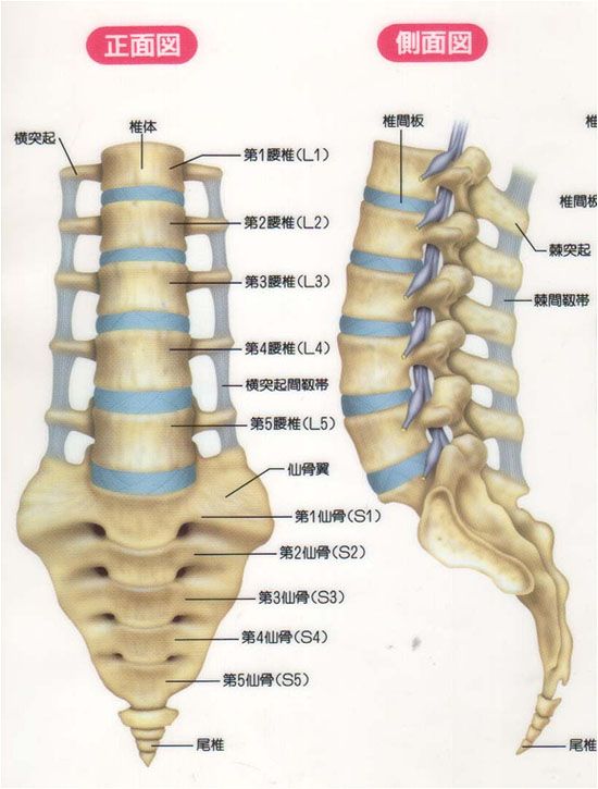 障尾疼疼痛怎么再？从症状诊断到痛痛退去的完整解释