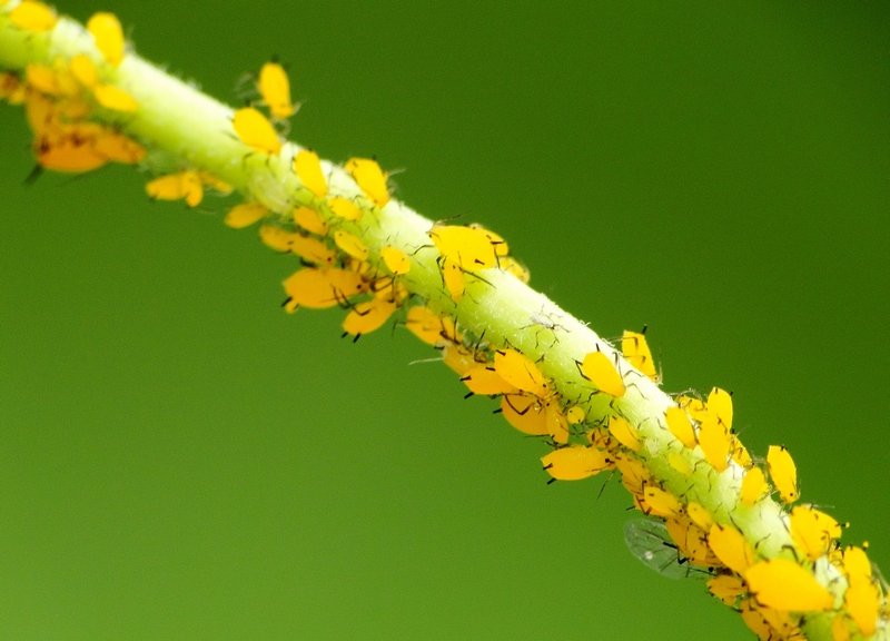 西瓜种植管理技术详解：从播种到采收的完整指南