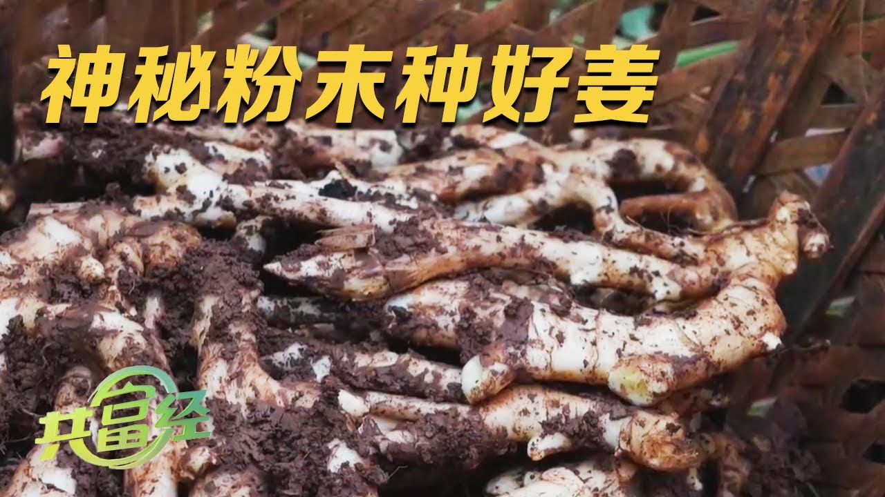 生姜怎么吃去湿气？中医食疗法及现代研究解读