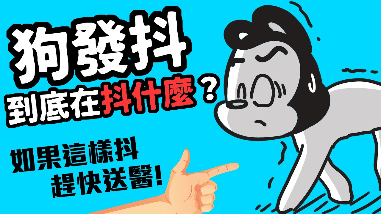 狗狗发抖怎么回事？全面解读犬类颤抖背后的原因及应对方法