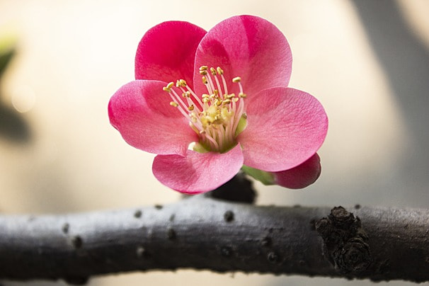 海棠花养殖指南：从种植到养护，全面解析怎么养海棠花