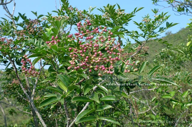 蔬菜 第2页