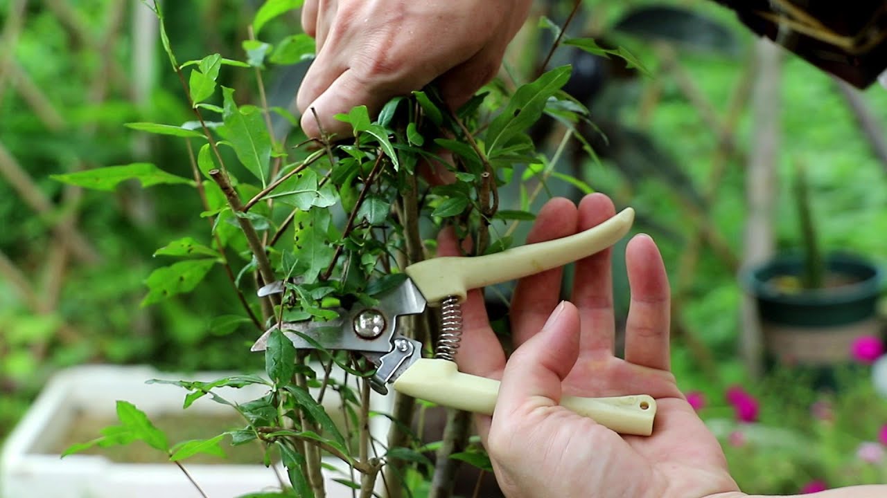 石榴怎么种植：从选种到丰收的完整指南，详解石榴树苗种植及后期管理