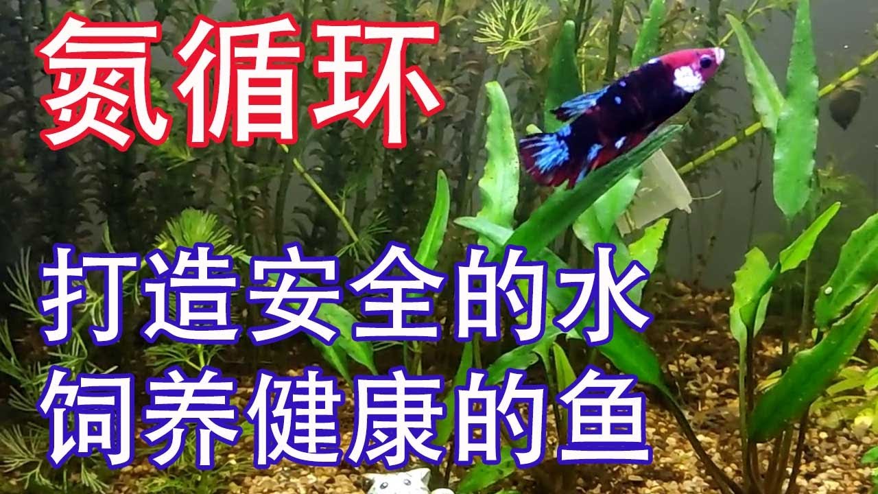 斗鱼换水全攻略：新手也能轻松掌握的换水技巧及注意事项