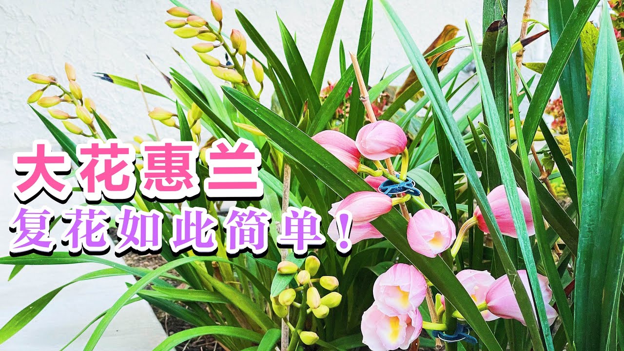 大花蕙兰怎么养？从种植技巧到病虫害防治，新手也能轻松养护