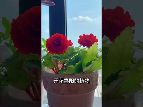 巧手DIY：怎么做花架子？不同材质、风格花架制作指南及注意事项