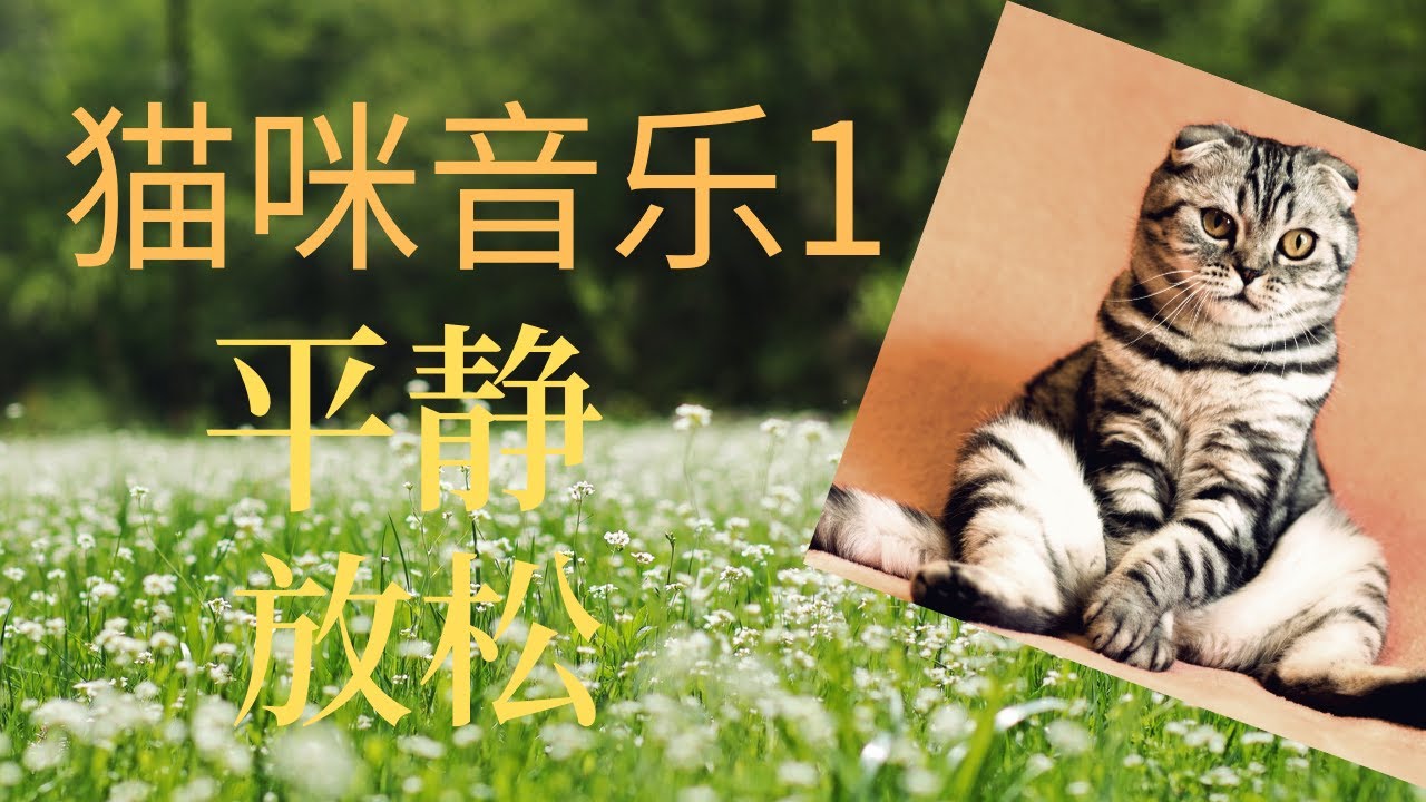 猫咪发情怎么办？全面解析猫咪发情期的行为及应对策略