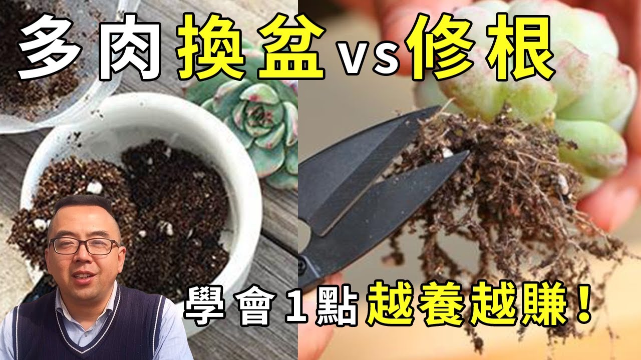 多肉植物育种完美指单：从选植到维护的完整指导