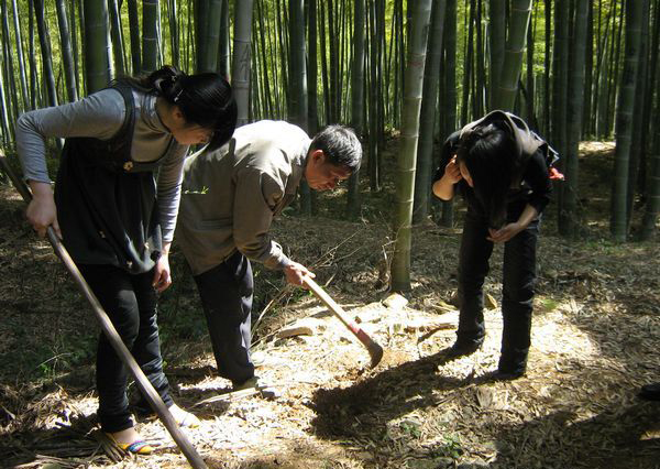 冬季挖冬笋技巧详解：时间、地点、工具及注意事项全攻略