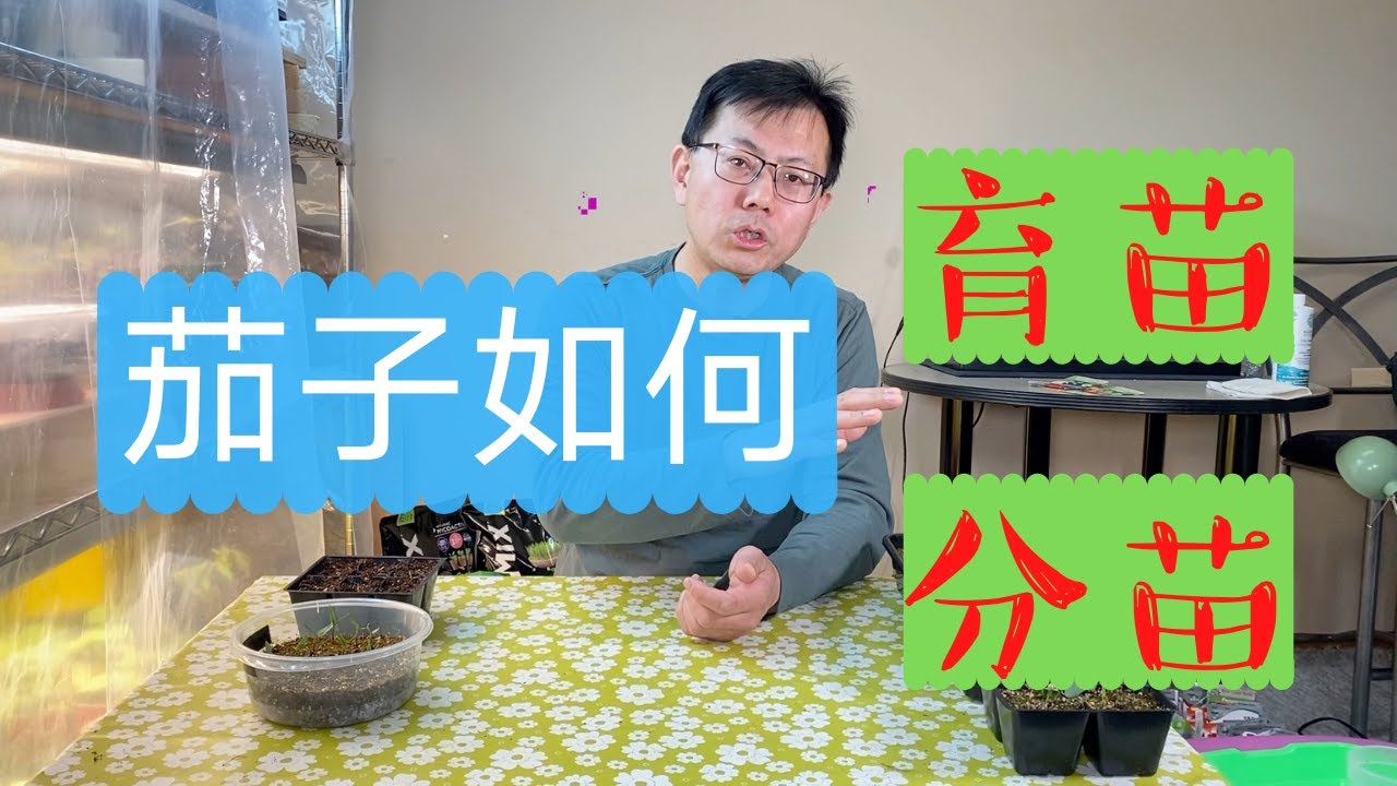 烧茄子怎么烧？解锁家常菜的美味秘诀与技巧