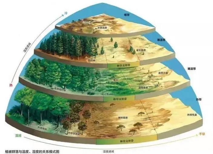 森林用英语怎么说？深度解析英语中森林的表达及文化内涵