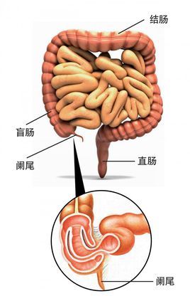 腹部疼痛怎么回事？深度解析各种原因及应对方法